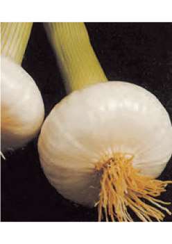 CIPOLLA BIANCA MERAVIGLIA DEL MONDO PRECOCISSIMA NR.300 SEMI